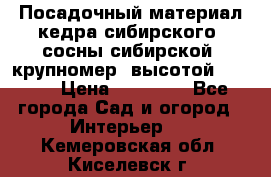 Посадочный материал кедра сибирского (сосны сибирской) крупномер, высотой 3-3.5  › Цена ­ 19 800 - Все города Сад и огород » Интерьер   . Кемеровская обл.,Киселевск г.